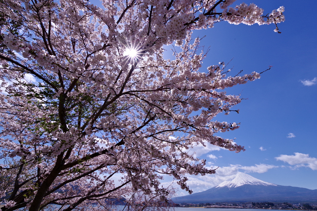 桜と富士①