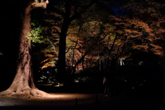 今日の紅葉⑤