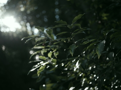 淡光