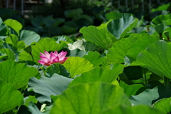 蓮花