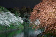 桜ライトアップ