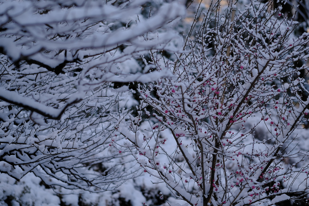 雪梅