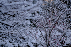 雪梅