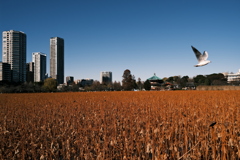 冬公園