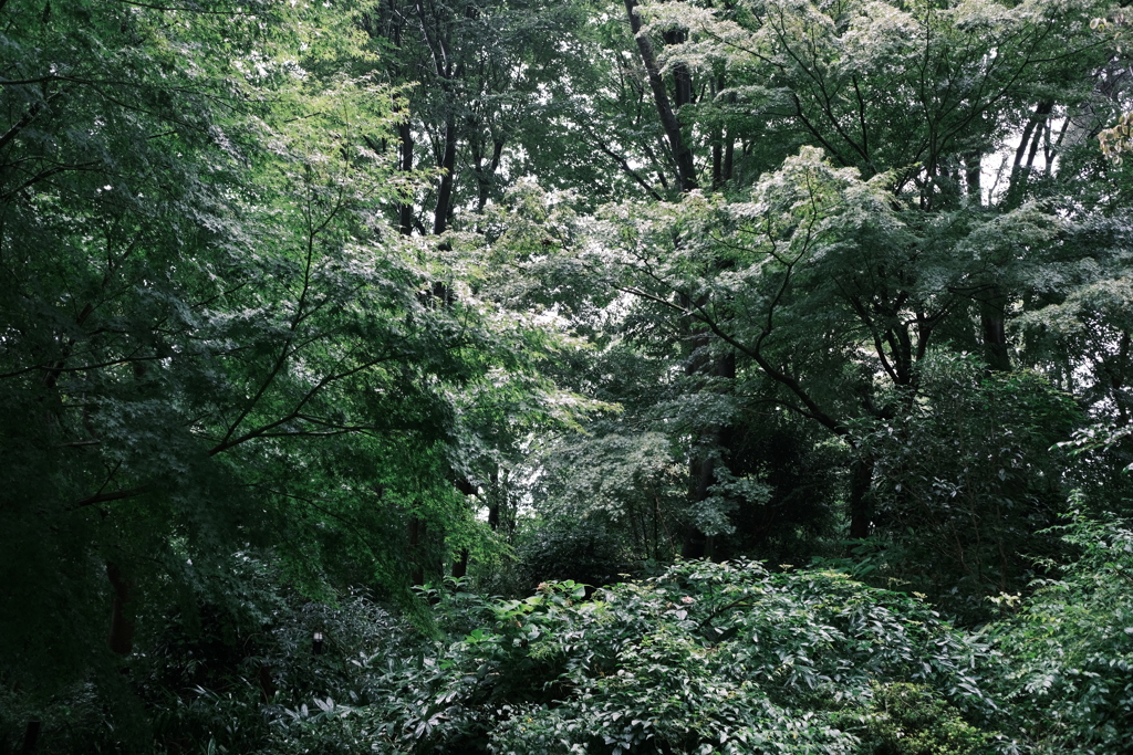 雨の中の森