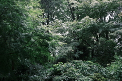 雨の中の森