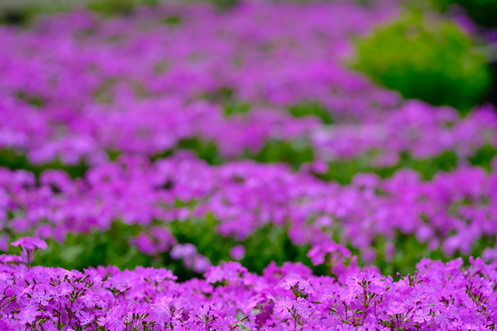 桜花