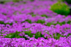 桜花