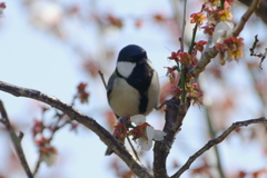 シジュウカラ