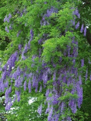 藤の花