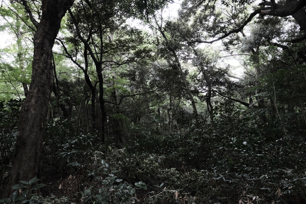 森の中、雨