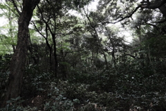 森の中、雨
