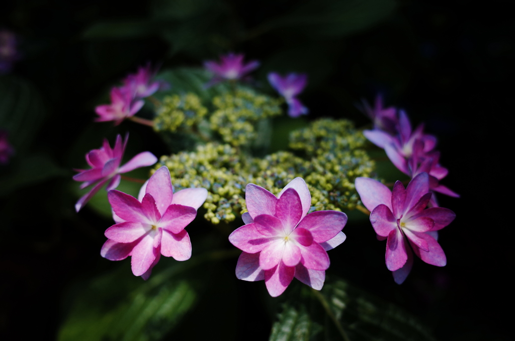 紫陽花の季節