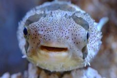 ギョ