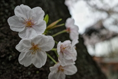近桜