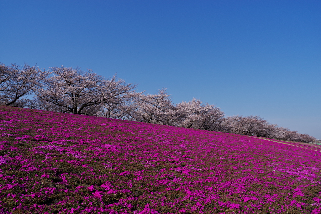 河岸桜