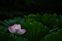 雨待蓮