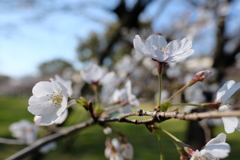 桜は二分咲き