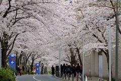 桜トンネル