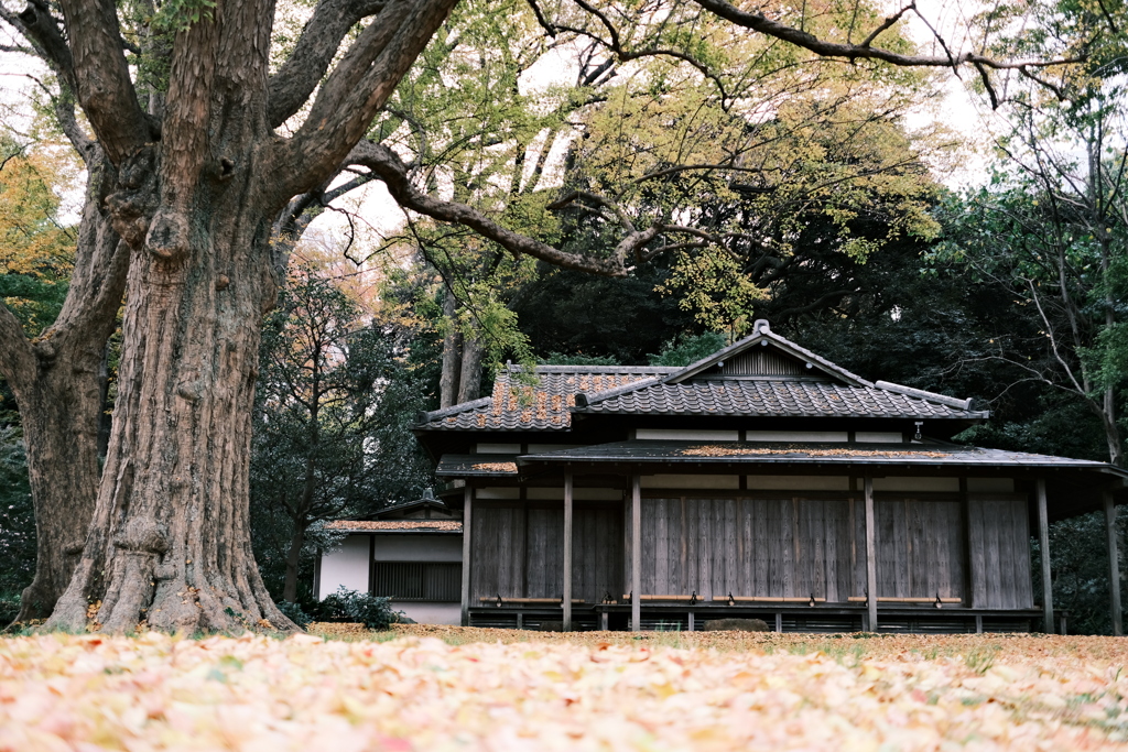 秋風景