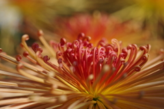 菊①