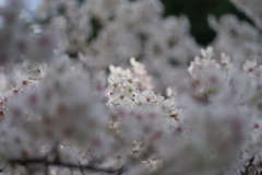 今日の桜