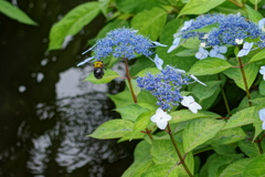 紫陽花の季節