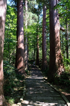 石段と杉