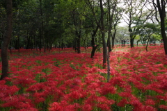 曼珠沙華だらけ