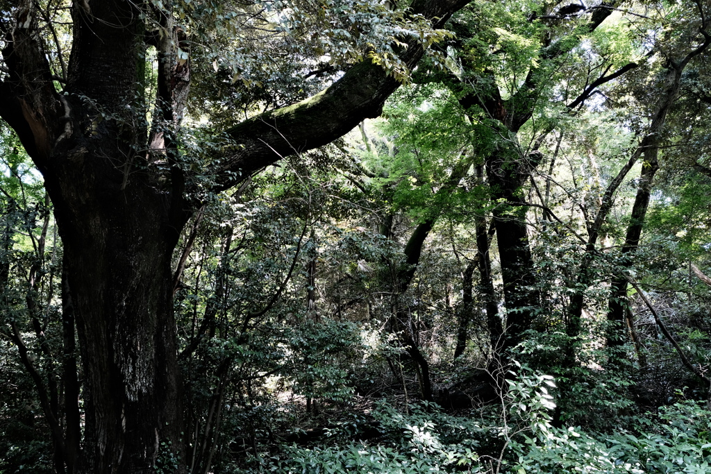 樹林