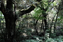 樹林