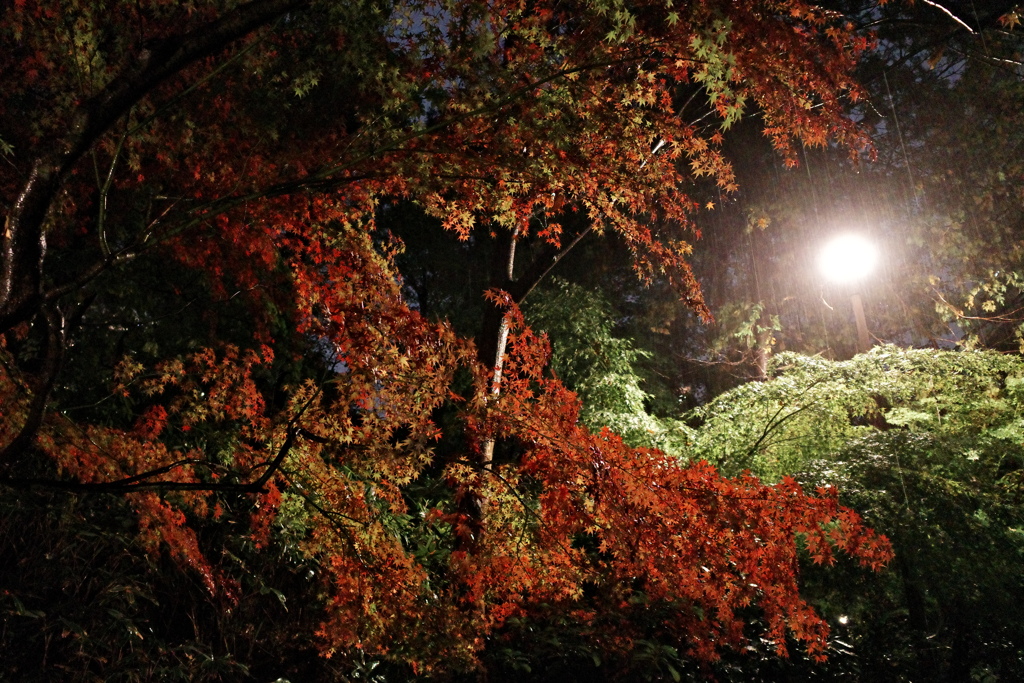 秋雨紅葉