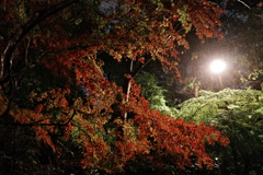 秋雨紅葉