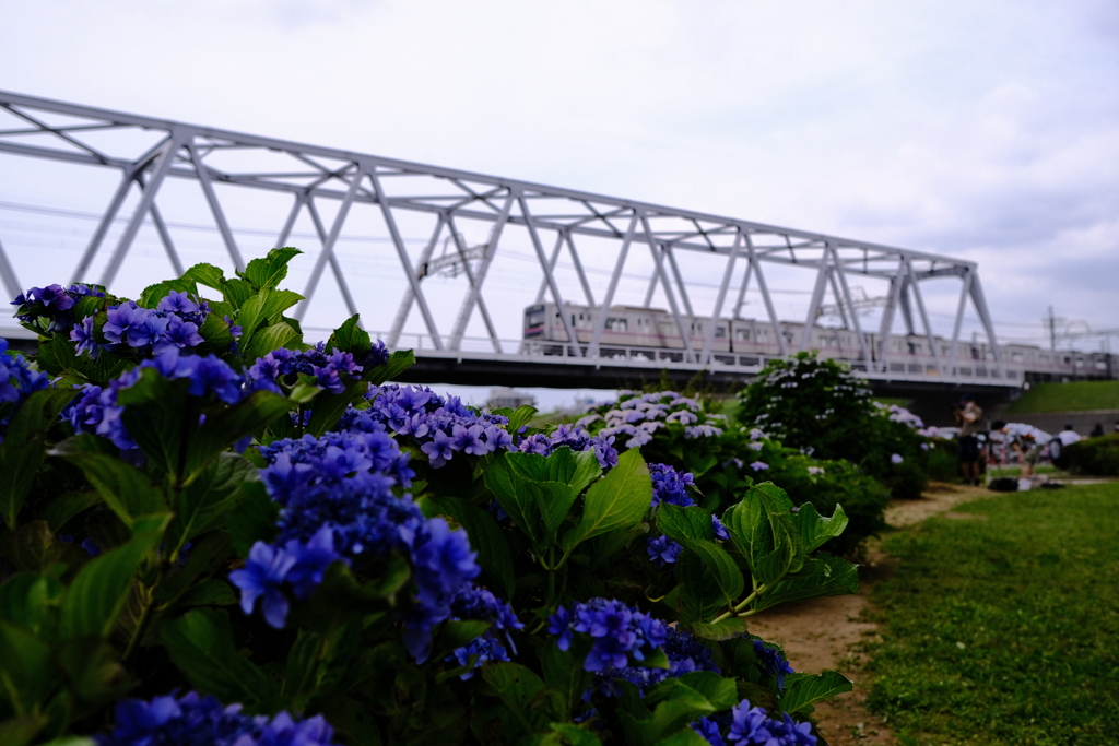 河川敷に紫陽花