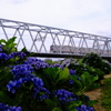 河川敷に紫陽花