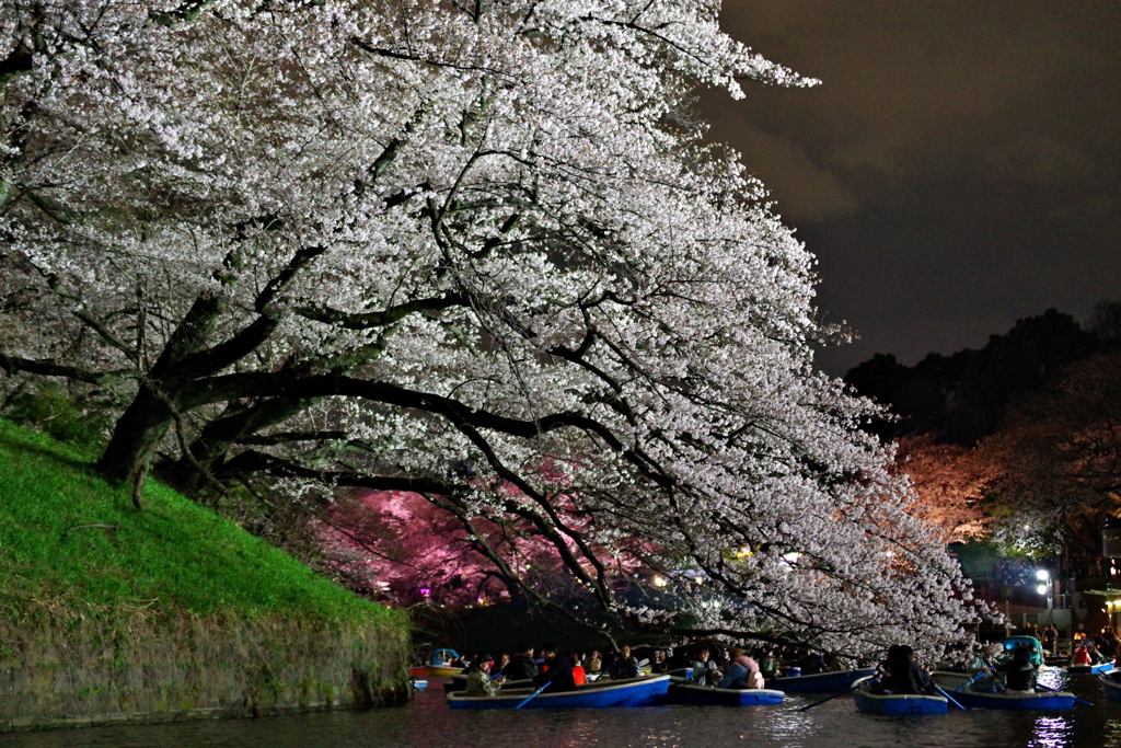 夜桜