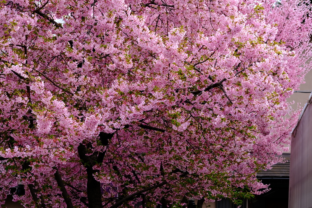 河津桜咲いた