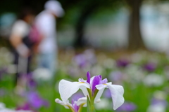 菖蒲③