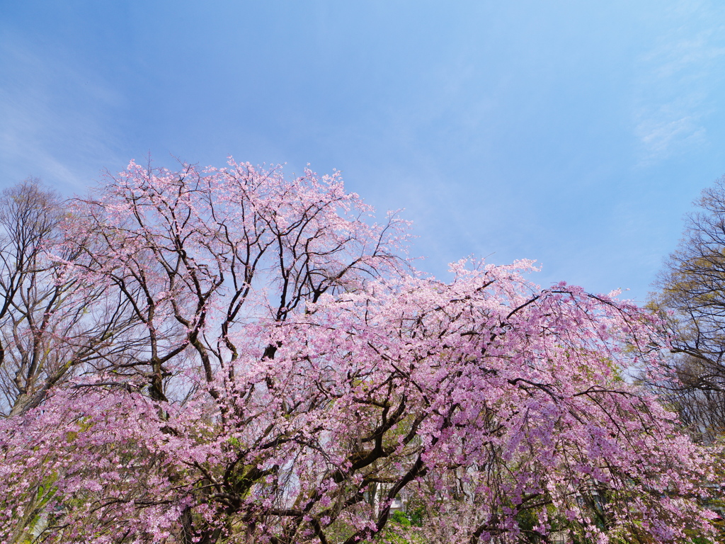 枝垂れ桜