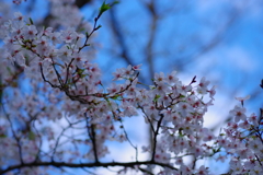 桜と青空