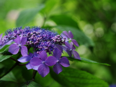 紫陽花