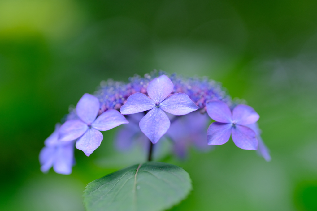 もうすぐ梅雨