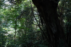 樹林