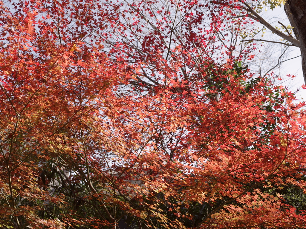 淡紅葉