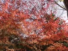 淡紅葉