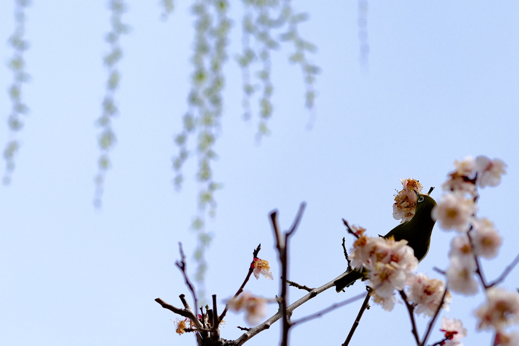 花散歩⑦
