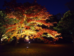 夜燃紅葉