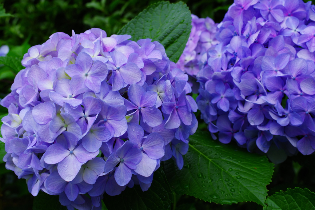 散歩紫陽花