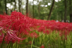 曼珠沙華