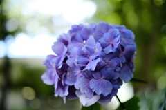 今日の花②